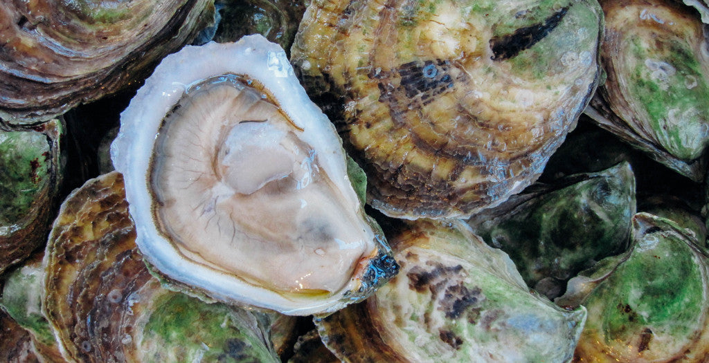 Our Favorite New England Oysters