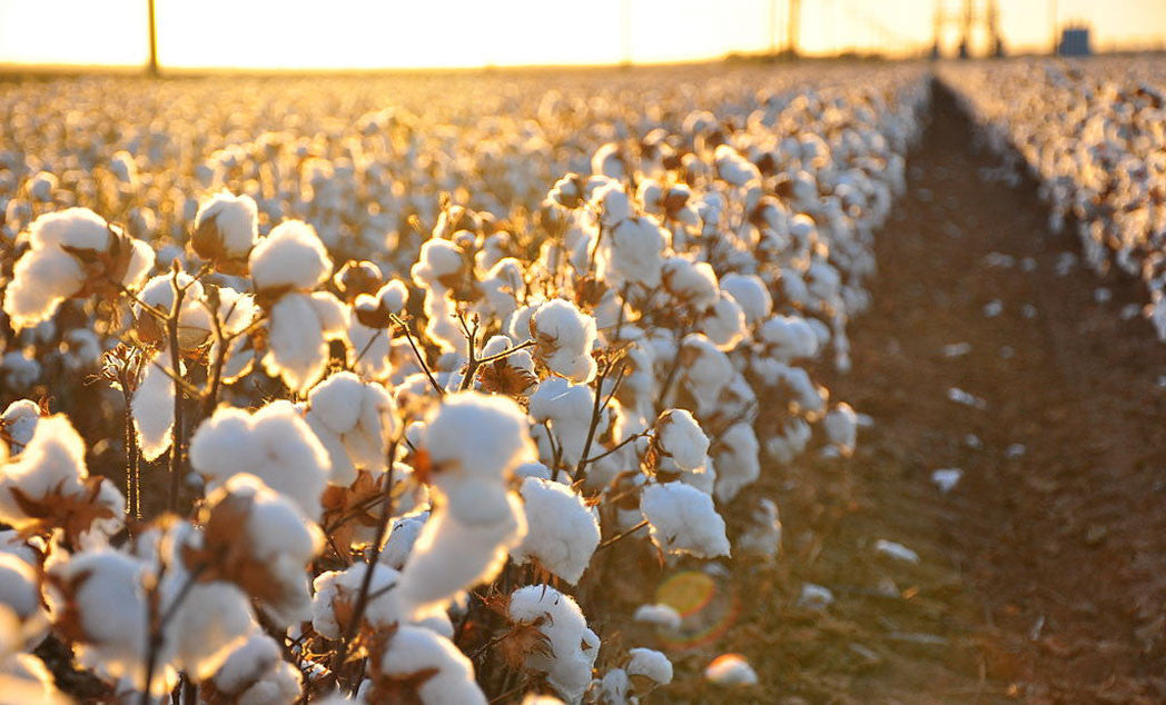 Why Organic Cotton?